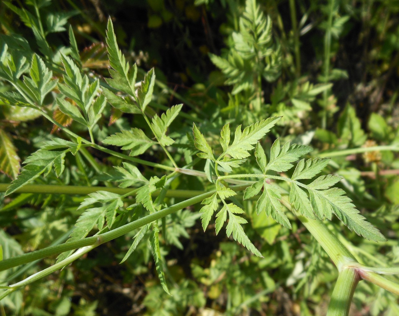 Torilis japonica (Houtt.) DC. / Lappolina petrosello